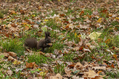 Close-up of squirrel with nut in park