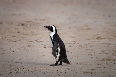 African penguins at seaforth beach colony in cape town, south africa