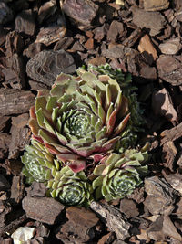 High angle view of succulent plant