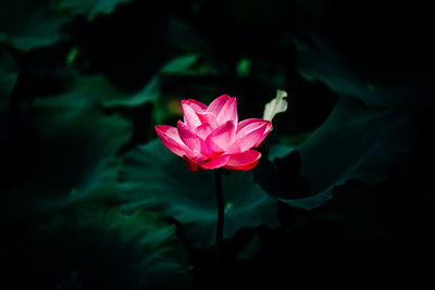 Close-up of pink flower blooming outdoors