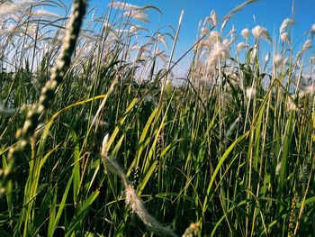 Close-up of crops growing on field against sky