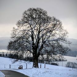 Bare trees on snow covered landscape against sky