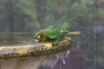 Close-up of bird drinking water