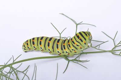 Close-up of butterfly over white background