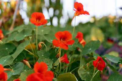 Close-up of red flowering plant