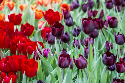 Close-up of red tulips