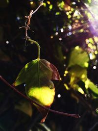 Close-up of leaf on tree