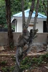 Monkey on tree trunk