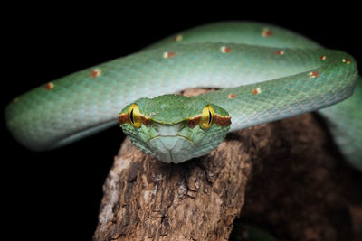 Close-up of lizard on wood