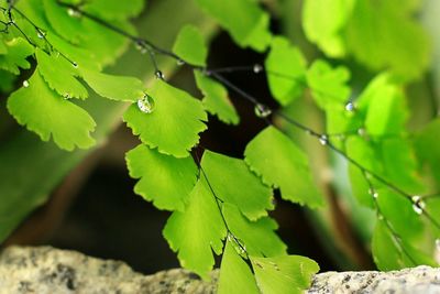 Close up of green leaves