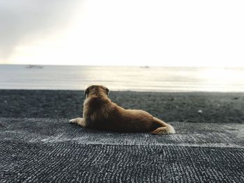 Dog relaxing on sea shore against sky