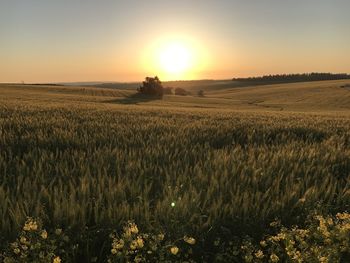 Scenic view of field against sky during sunset