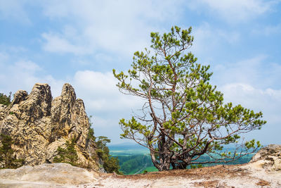 Tree by rock formations against sky