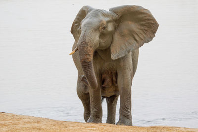 Side view of elephant on beach