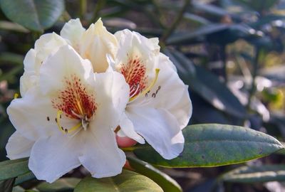 Close-up of white flower