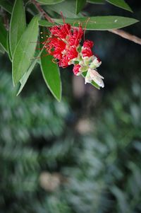 Close-up of red flowers