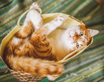 High angle view of cat lying in basket