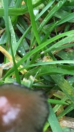 Close-up of lizard on plant