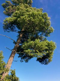 Low angle view of tree against blue sky