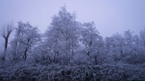 Low angle view of snow covered trees against clear sky