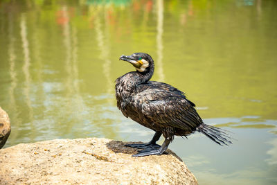 Bird perching on rock by lake