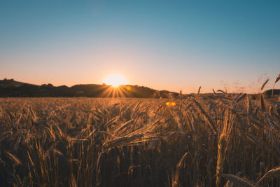 Scenic view of field against sky at sunset