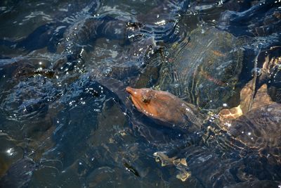 High angle view of fish swimming in sea