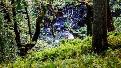 Trees growing in forest