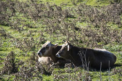 Cow standing in a field
