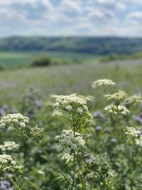 Close-up of flowering plants on land