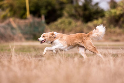 Side view of dog running on field