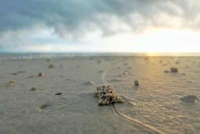 View of crab on sand at beach against sky