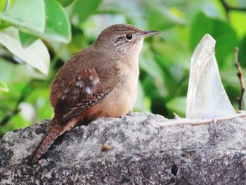 Close-up of bird perching on wood