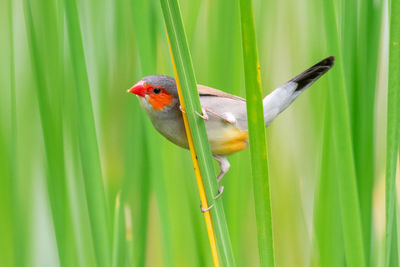 Close-up of bird perching on grass