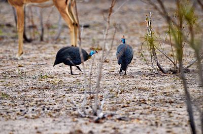 Two birds on land