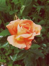 Close-up of rose blooming