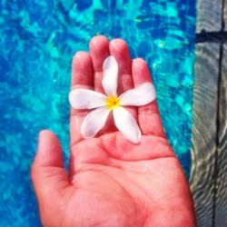 Close-up of hand holding flower