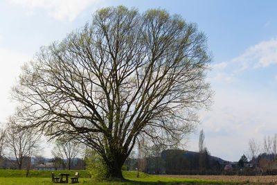 Bare trees on field against sky