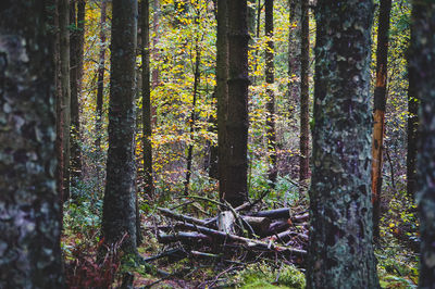 Trees growing in forest