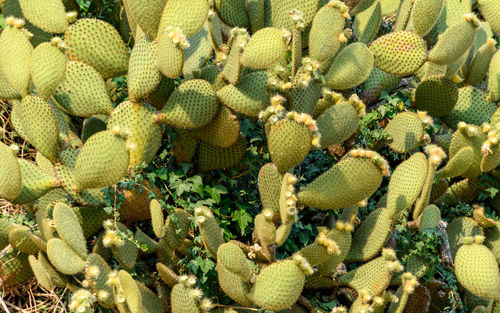 Full frame background of green cactus plants