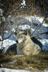 animal