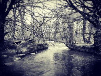 River flowing through forest