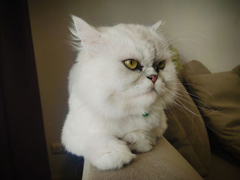 Close-up portrait of a cat