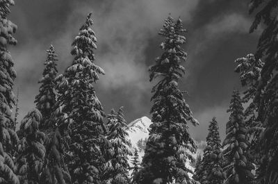 Low angle view of trees against sky