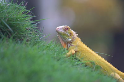 Close-up of lizard