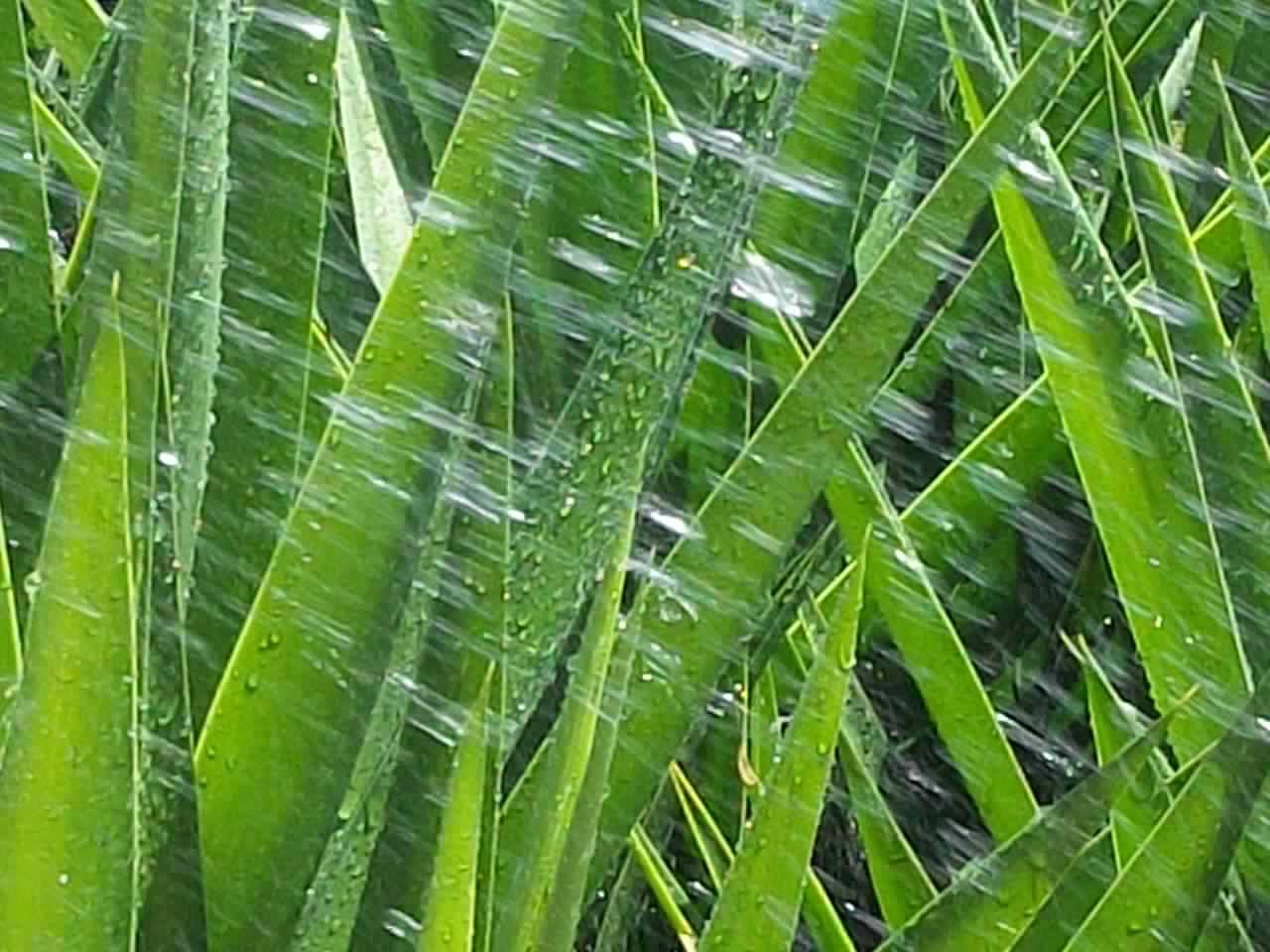 Pointed leaves