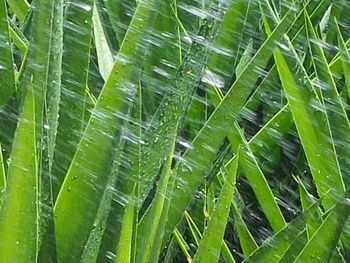 Full frame shot of green leaves