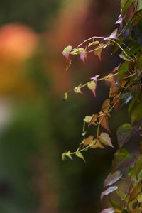 Close-up of fresh green plant