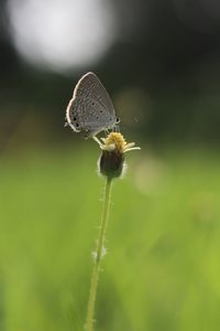 Close-up of butterfly pollinating on flower