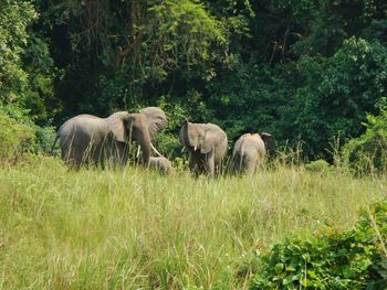 Elephants on grass against trees in forest